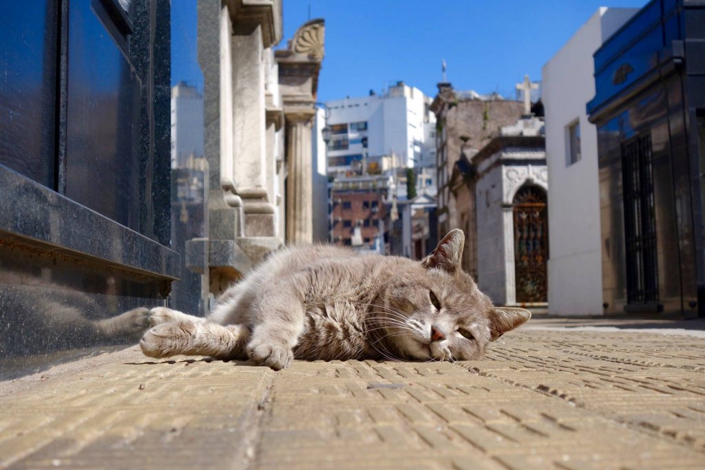 Photo of a cat lying in the empty streets of the Buenos Aires mausoleum 