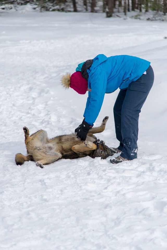 Image of me playing with a one of the stray Chernobyl dogs. The dog is lying on its back as I scratch it's belly. 