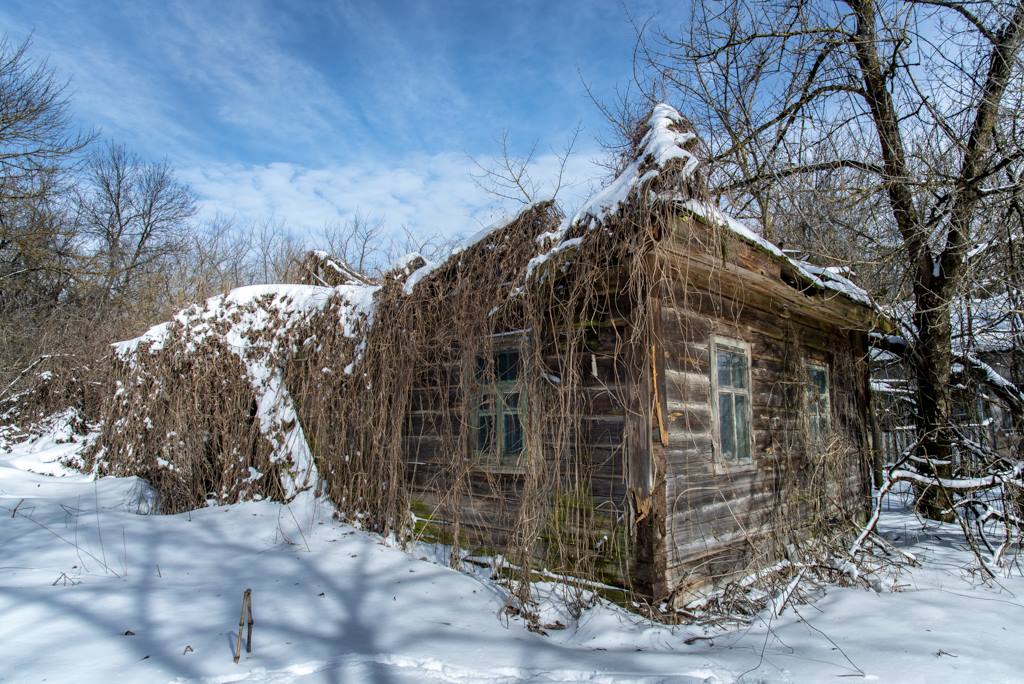 An abandoned house that has been taken over by nature. Now more tree than house!