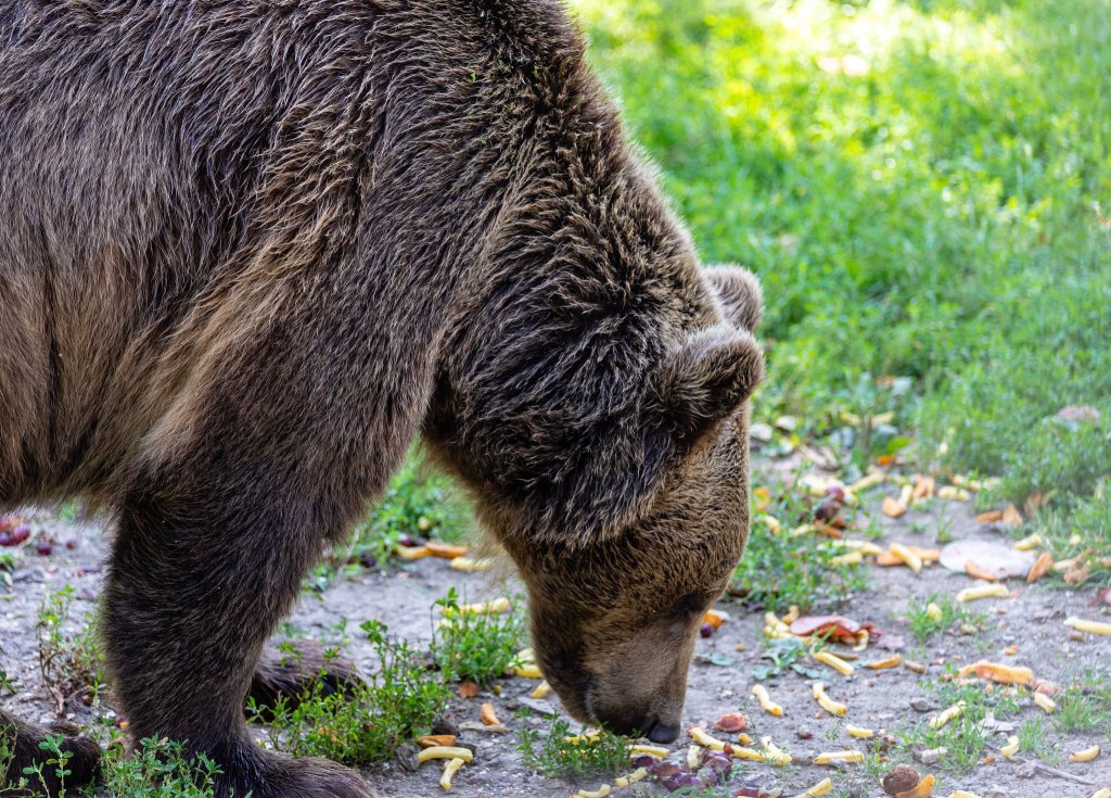 Big brown bear 