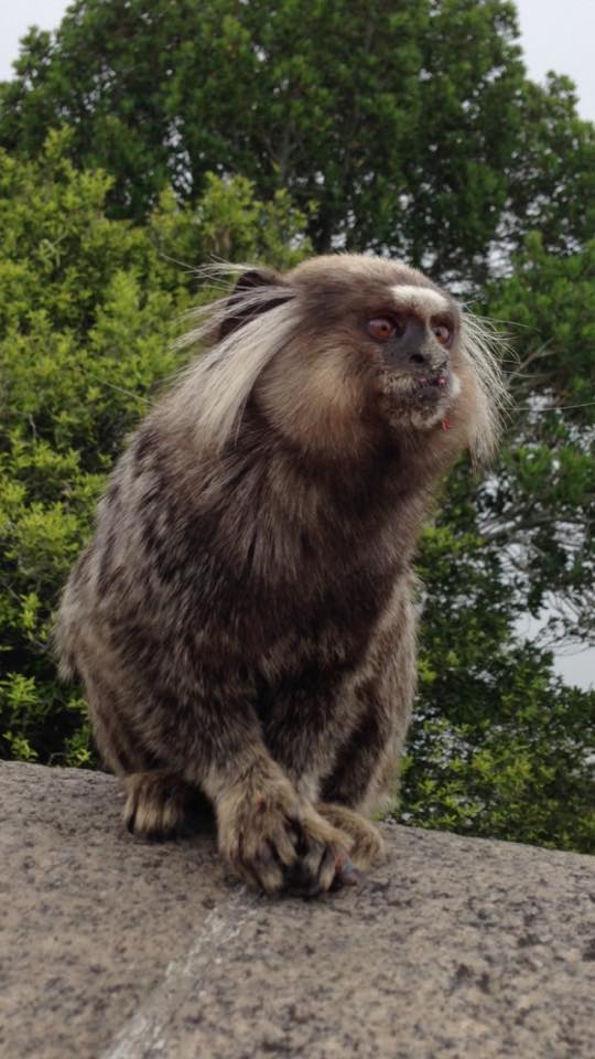 Photo of a small monkey which came to say hello whilst we were waiting for Christ the Redeemer to appear from the crowds. Another one to watch in Rio! 