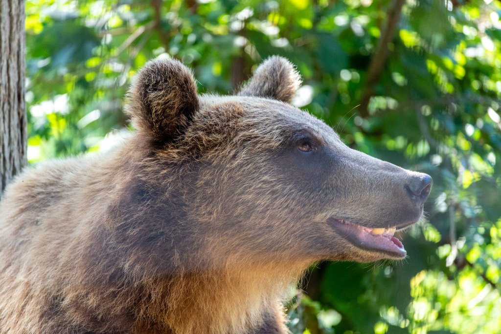 Smiling bear