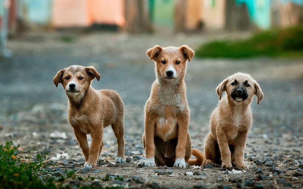 3 cute puppy dogs