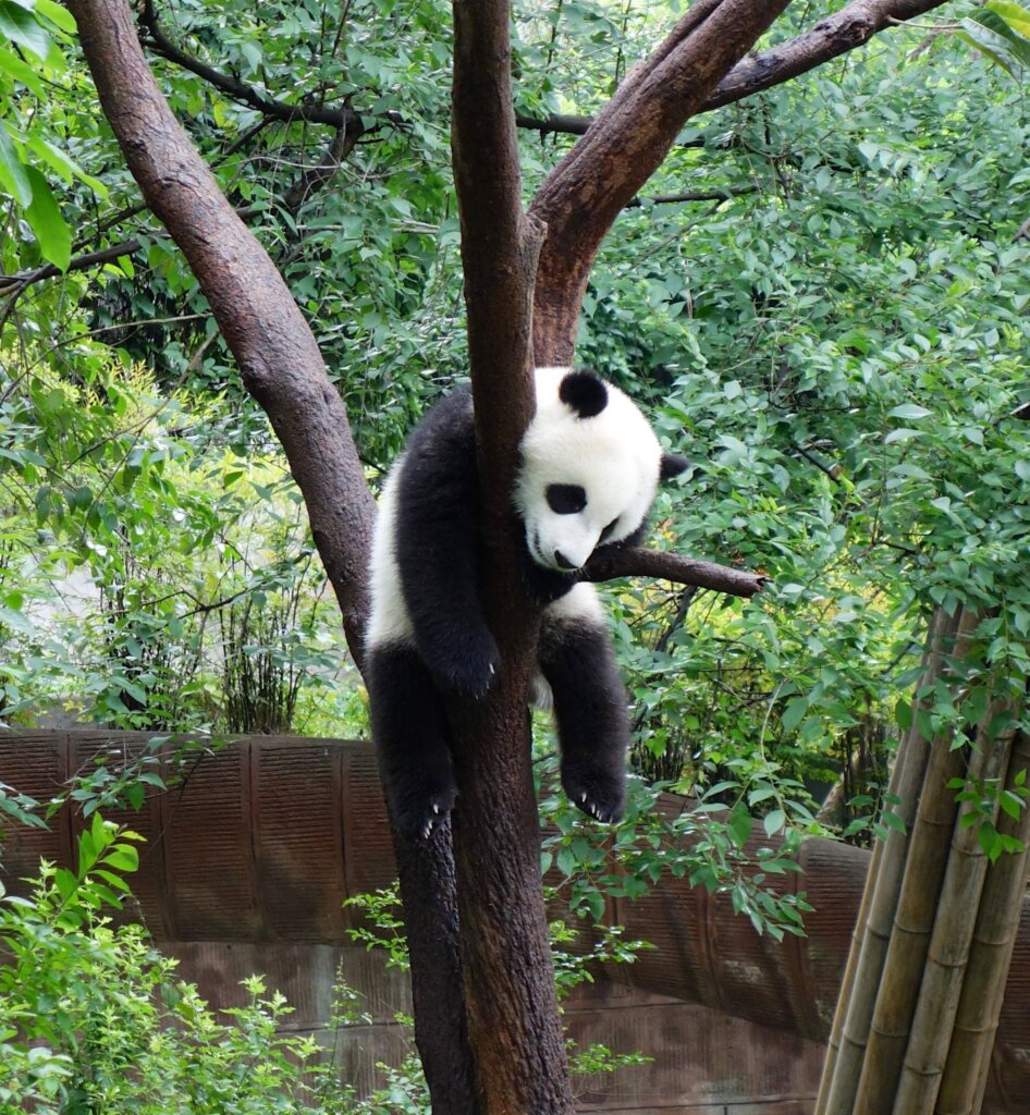 If you want to see a panda sleeping in a tree then the best place to come to see pandas in China is the Chengdu research base