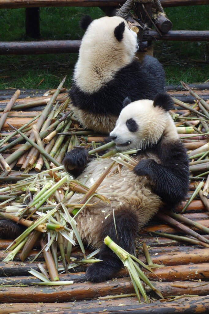 If you want to see pandas in China then the best place is to come to Chengdu. In this photo you can see a panda lying on it's back with his stack of bamboo on his belly, lazily eating it as if it were popcorn!