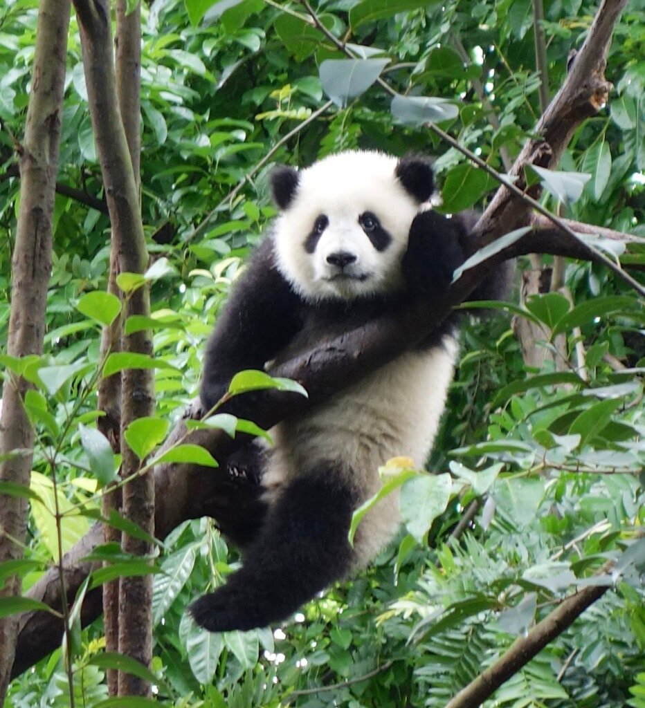 The Chengdu Panda Centre is the place to come to see the Giant Pandas of China. In this photo a baby panda hanging off a tree