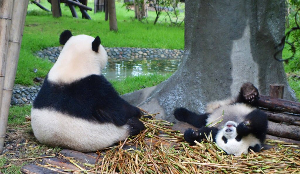 The Chengdu Research Base has made the biggest contribution to Panda Breeding in the world. Here, one of the success stories, a baby panda upside down against a tree!