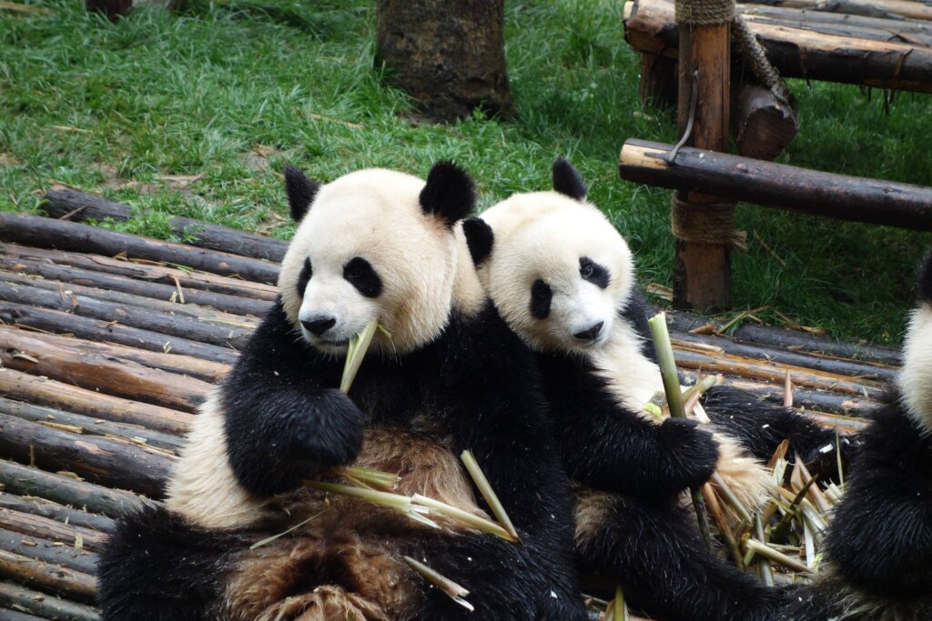 The Chengdu Pandas are the cutest. In this photo one panda looking temptingly at the bamboo of another panda