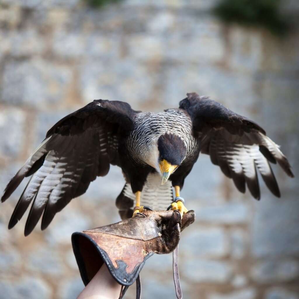 Batsford Falconry, Cotswold Falconry. Bird of prey standing on the handlers hand