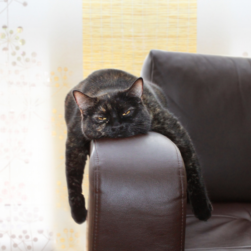 Photo of a bored looking cat, which is what your guest will be if you engage in work related small talk in Spain. Blend in as a local