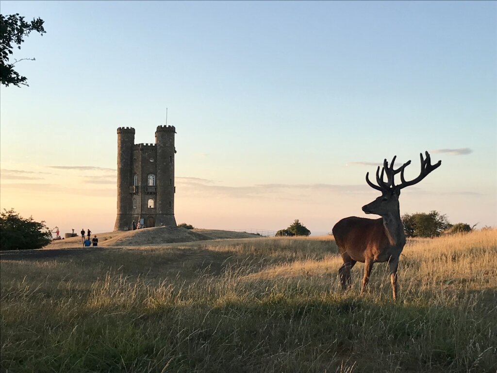 Stag standing proudly in front of Broadway Tower at sunset