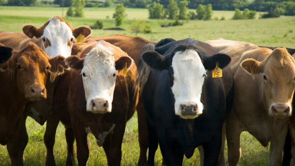 Inquisitive cattle looking at the camera