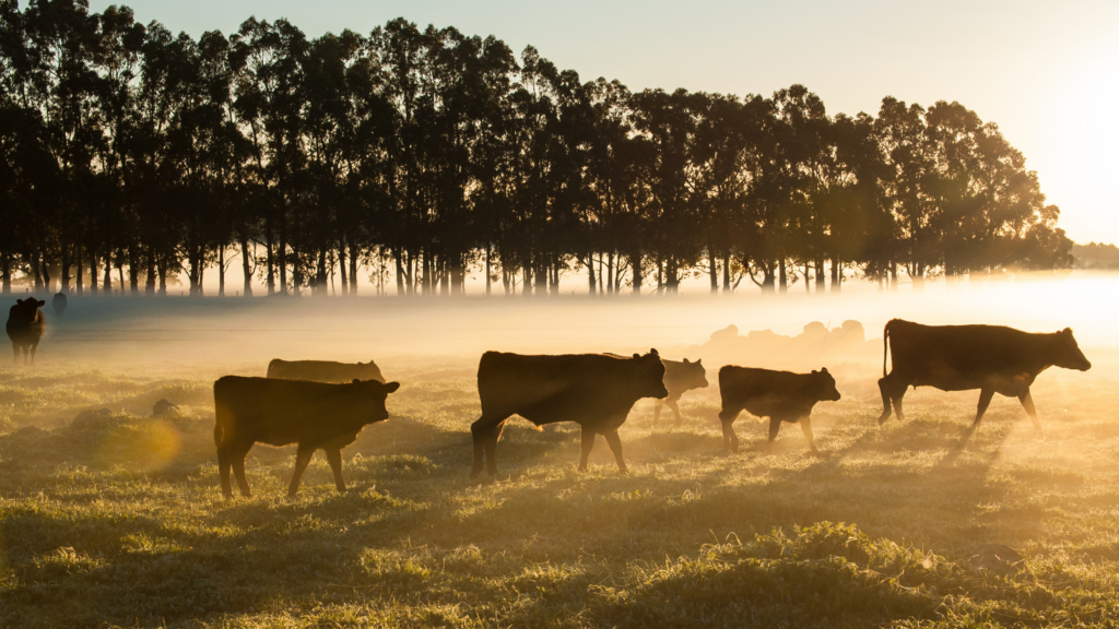 Cattle grazing in the beautiful morning sunshine
