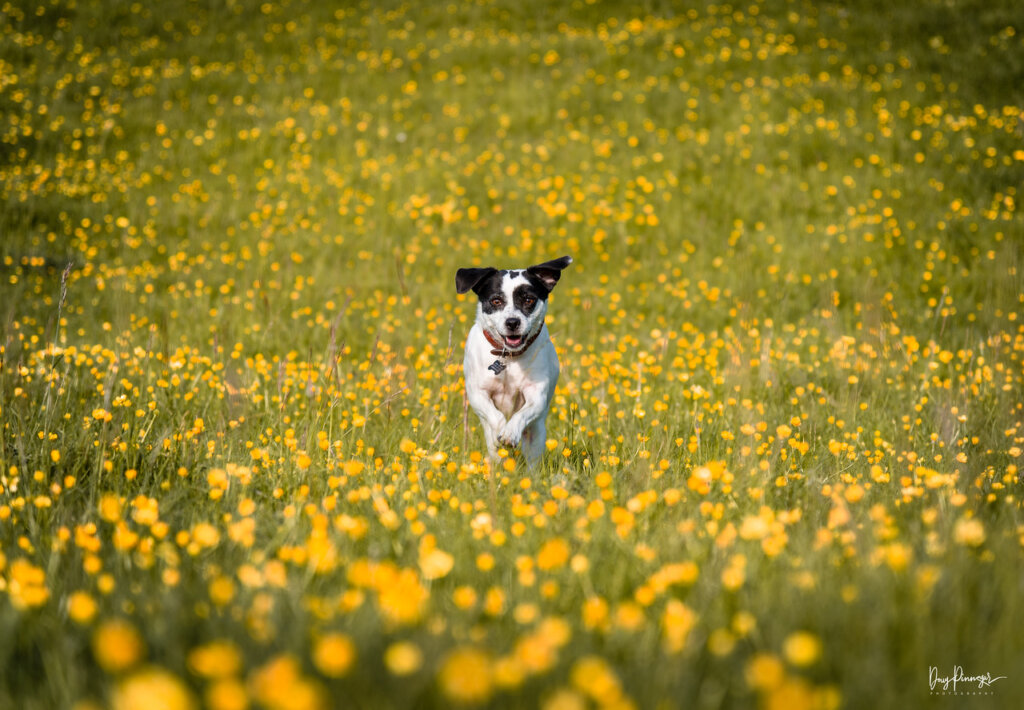 My dog suki running through a field of buttercups