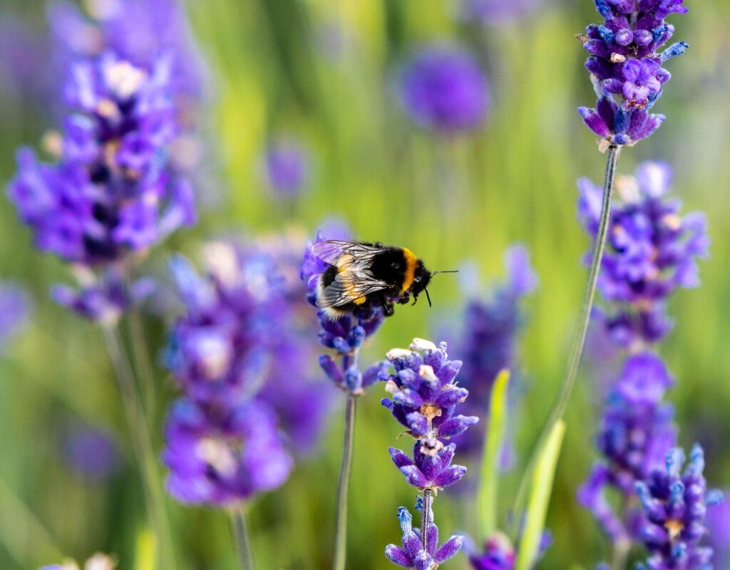 A bee collecting nectar on a lavender plant in what is quite possibly the most Instagrammed spot in North Cotswolds