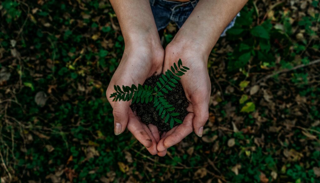 Image of someone handing a plant in their hands. Planting trees is one of the best ways of offsetting carbon emissions