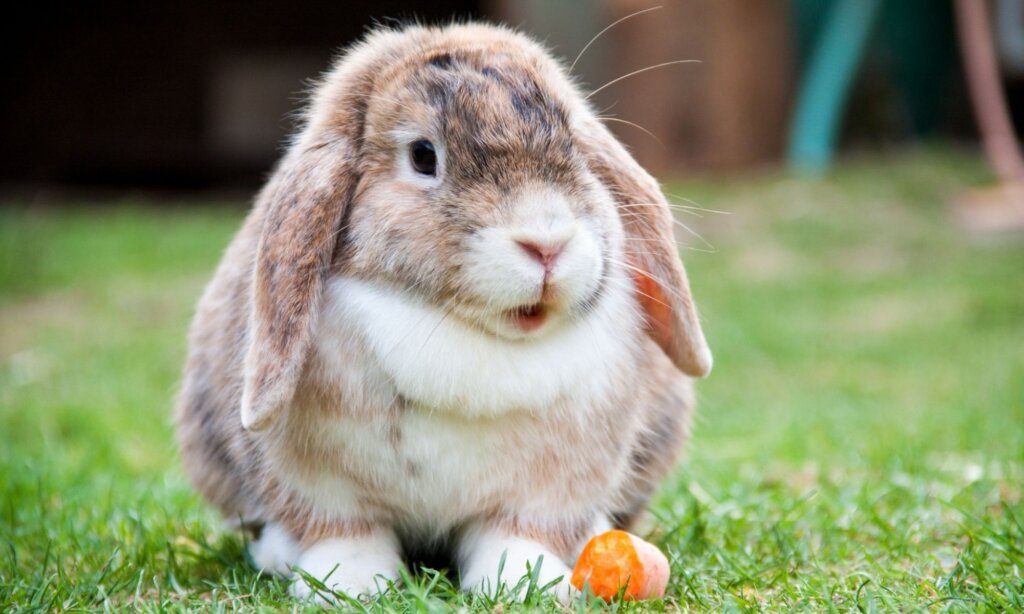 Photo of a rabbit munching on a carrot