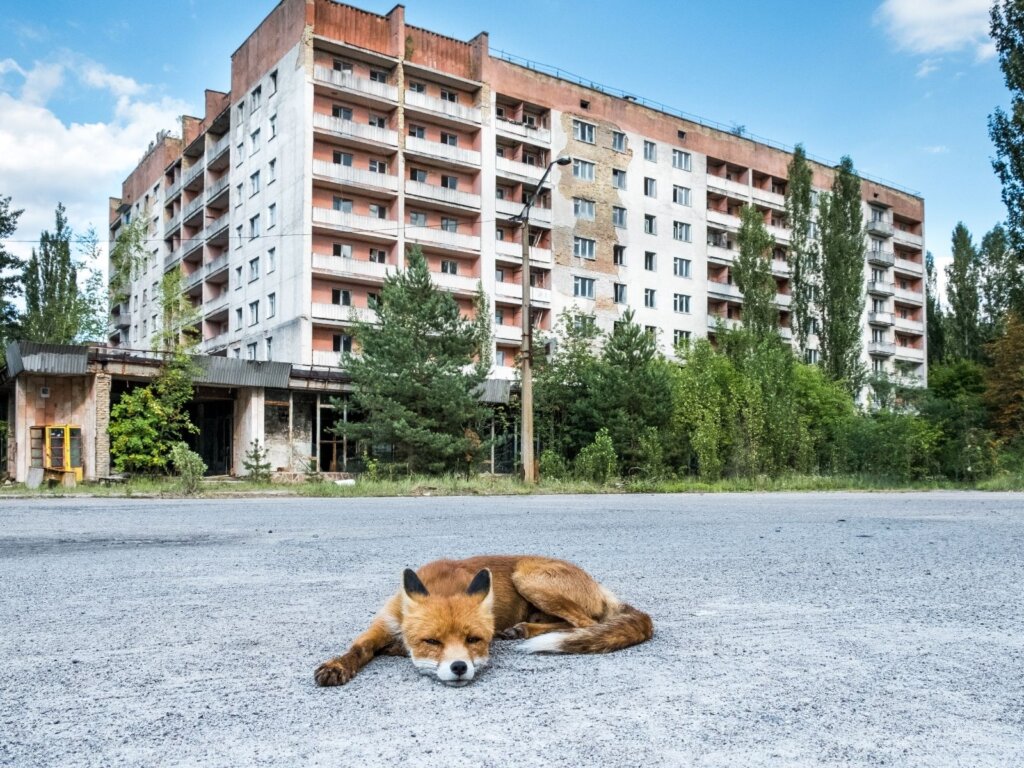 Photo of Simon, the Chernobyl fox, lying down in front of a large abandoned apartment block