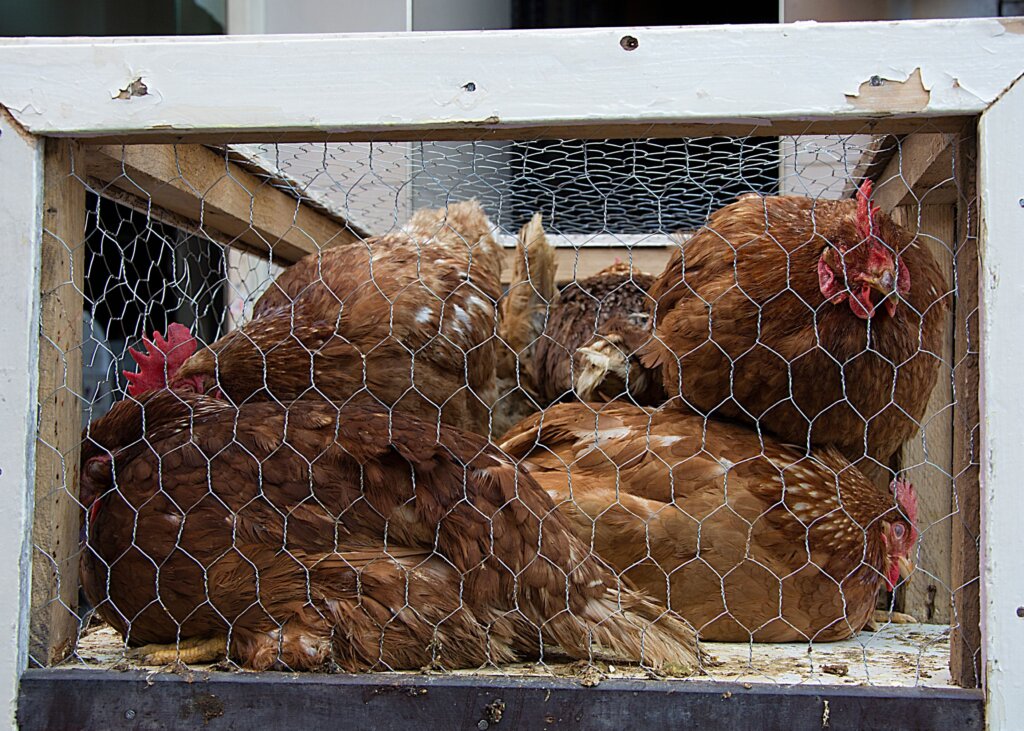 Chickens crowded in a tiny cage at the wet market