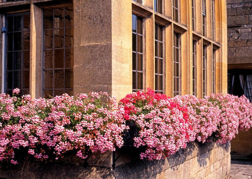 An old Victorian window with pink flowers surrounding it