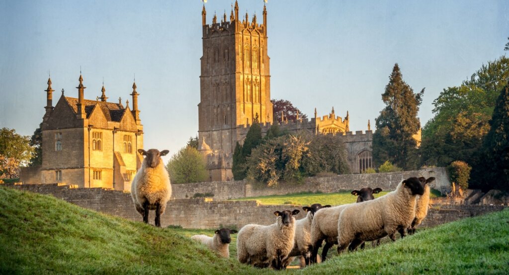 One of the most beautiful pictures of Chipping Campden church basking in the evening sun. Black faced sheet stand in the field before it, looking at the camera