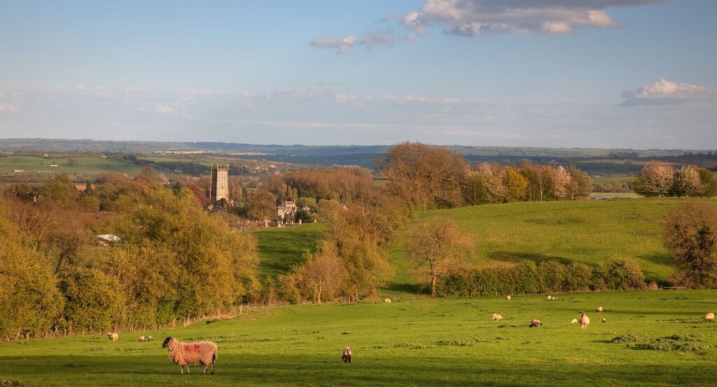 Rolling fields with sheep in them and the large Chipping Campden Church in the distance