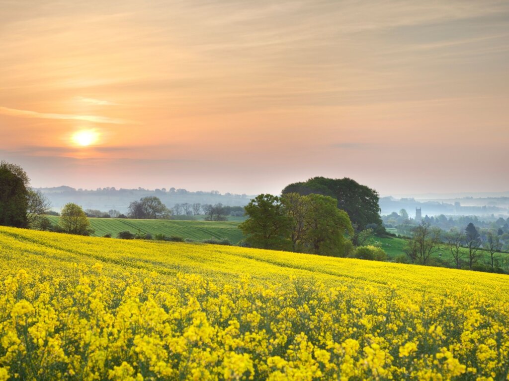 A gorgeous sunrise over one of the many rape fields surrounding the Chipping Campden countryside. Yopu can just about see the church in the distance. 