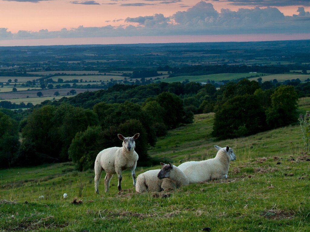 The large lambs on Dovers hills as the sky turns pink over the distant lands