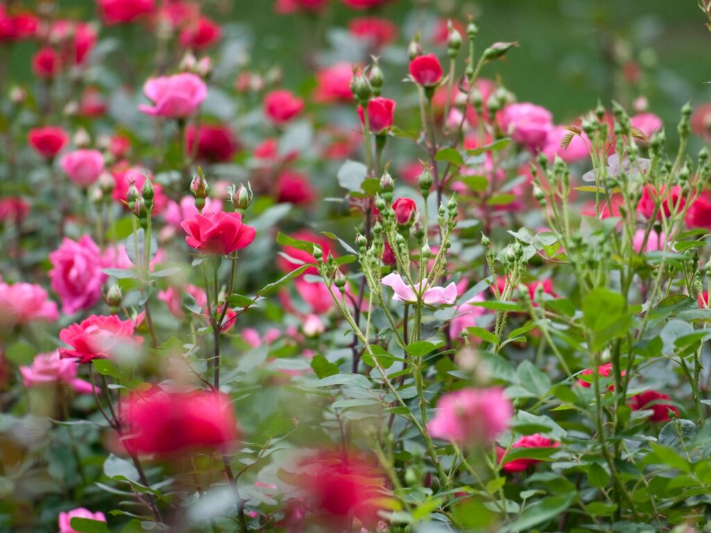 A colourful rose garden