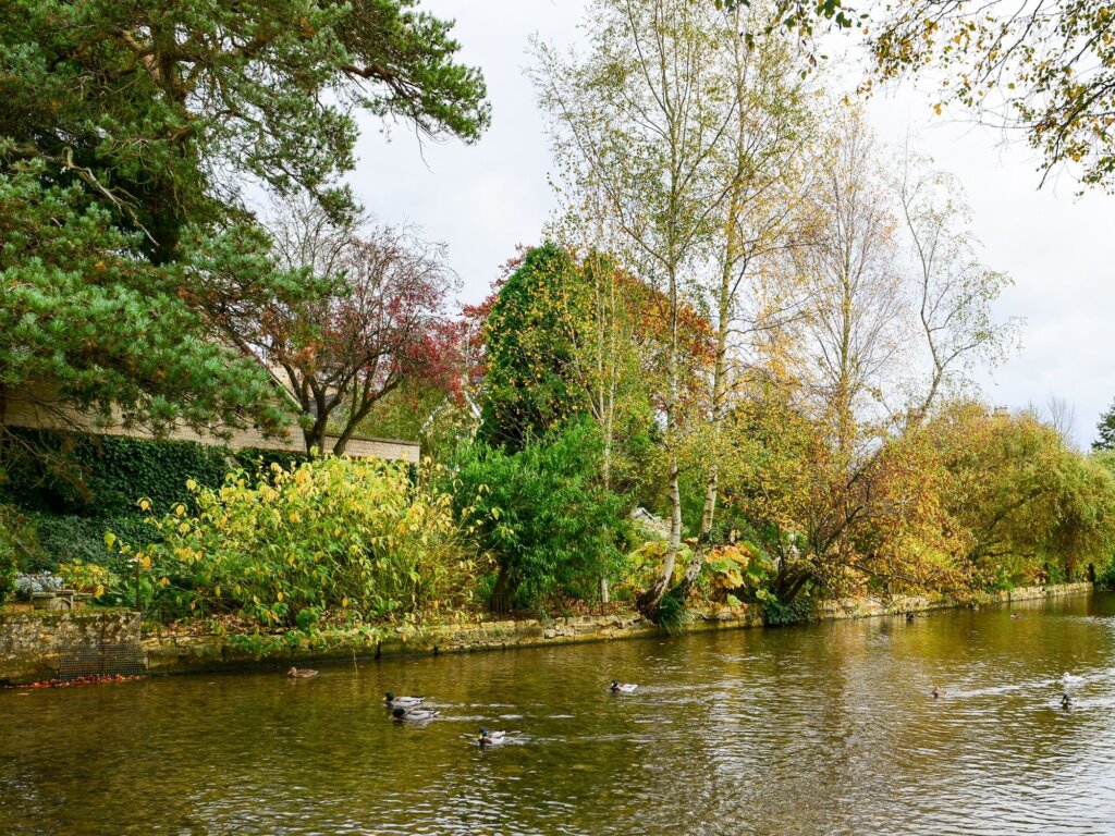 Ducks in the Windrusg water