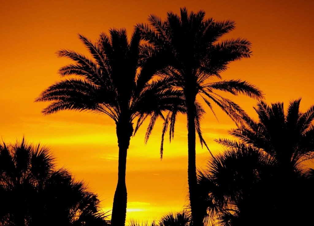 Palm trees in the setting sun