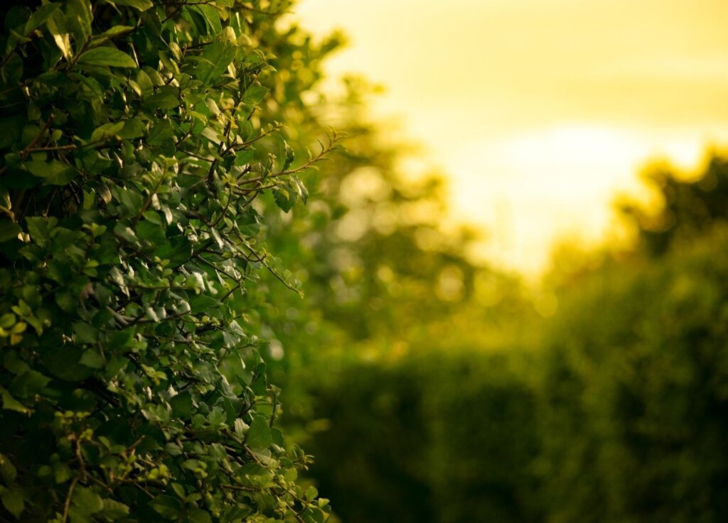 Photo of a hedgerow in the setting sun