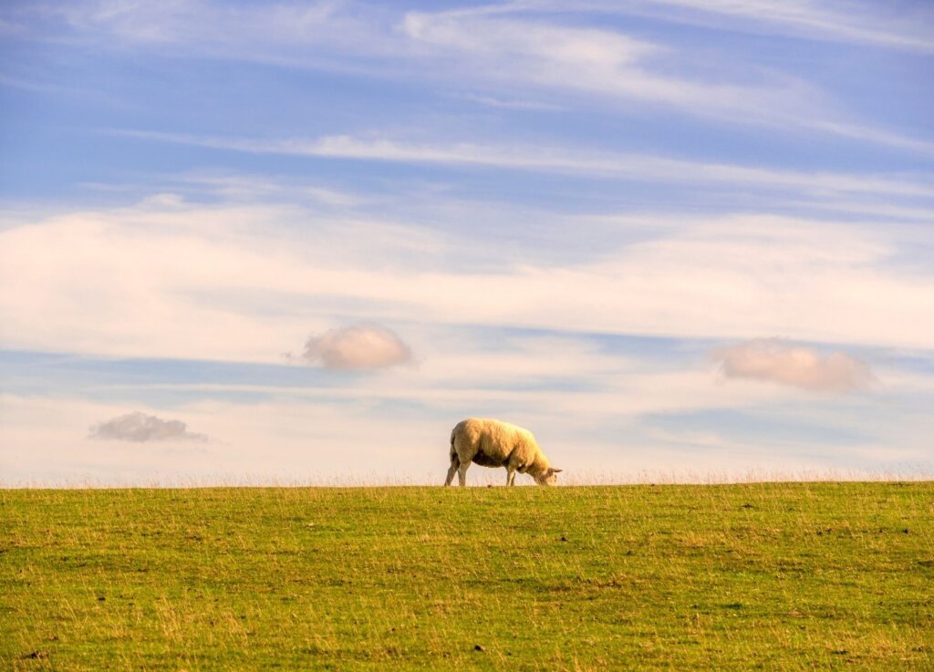 A gorgeous photo of a lamb munching on the horizon