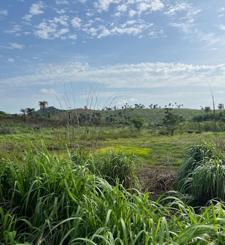 Lush green views from the marathon route