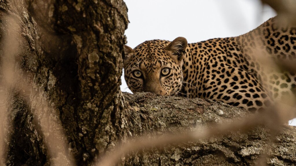 A leopard staring at us from a tree