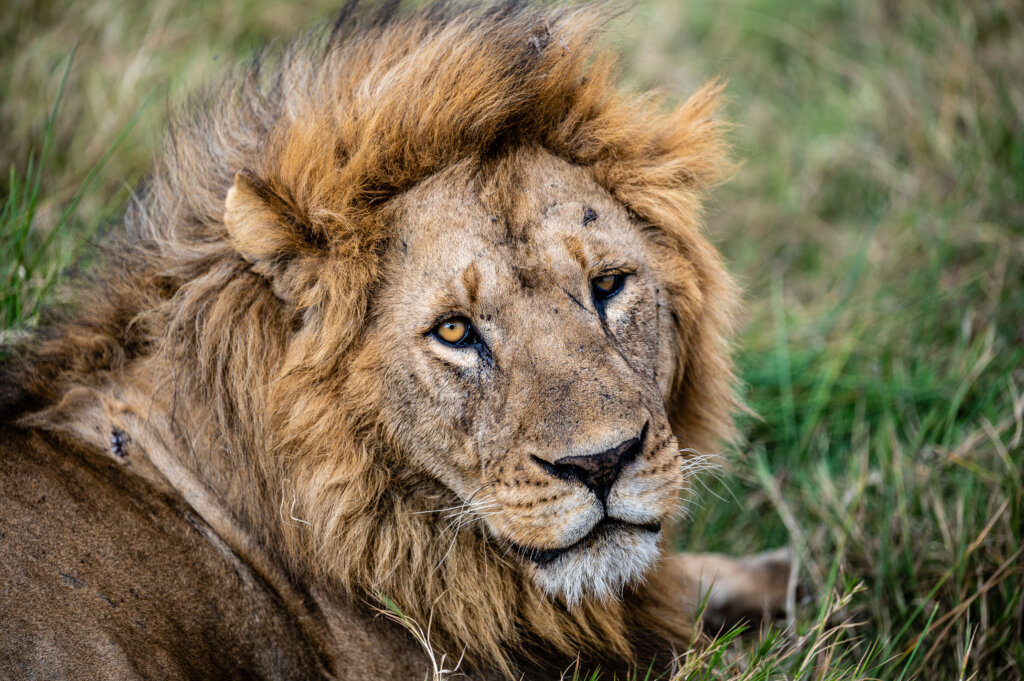 A male lion stares back at the camera