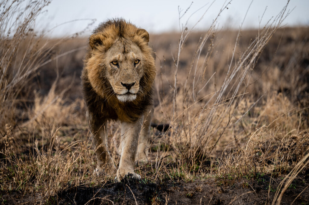 A male lion walks towards the camera