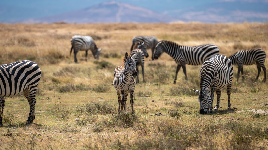 Baby Zebra in Ngorongoro Crater - Tanzania Safari