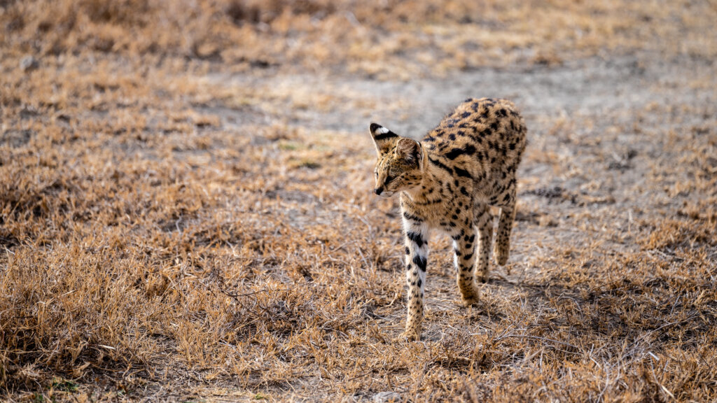 A serval cat walking by nice and relaxed