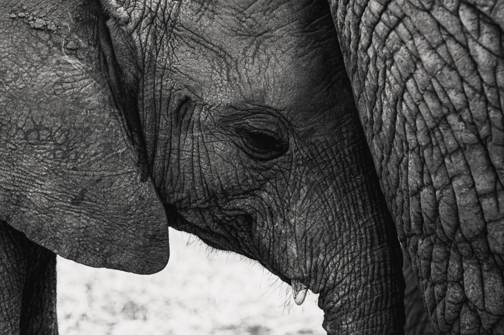 A baby elephant nestling into its mum. Tarangire is a part not to be missed as part of a 10 day Tanzania itinerary