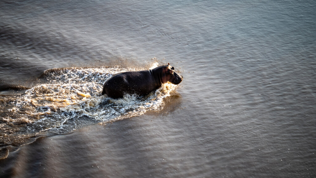 Hippo in the Mara River - Serengeti - Tanzania Safari