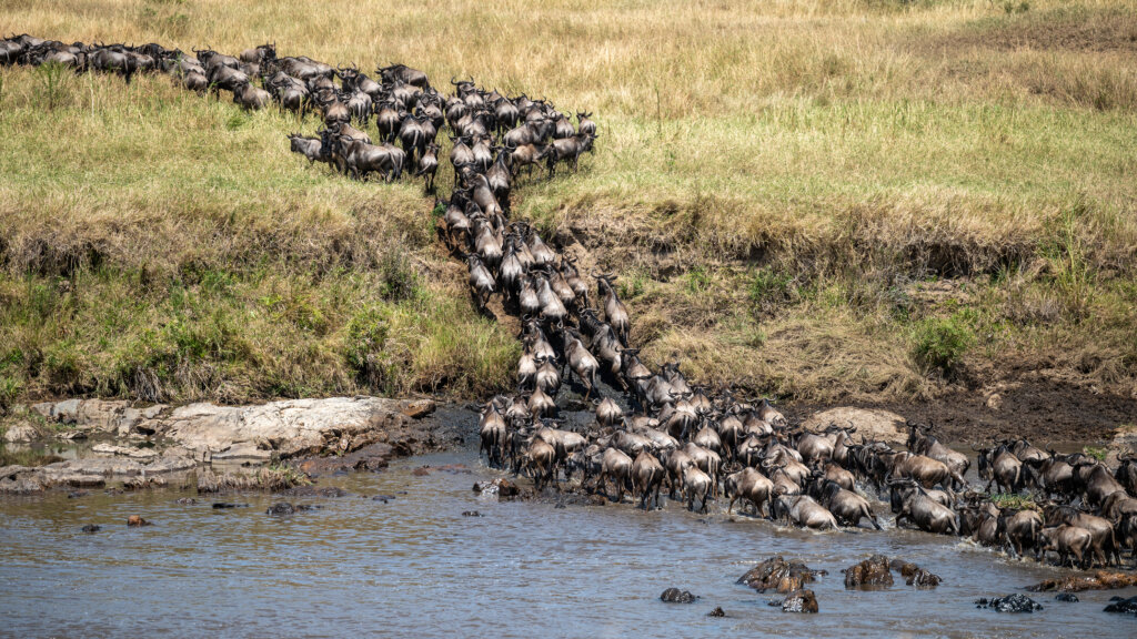 A large herd of wildebeest crossing the Mara river