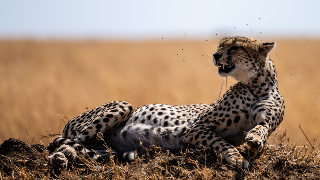 A cheetah being bothered by flies