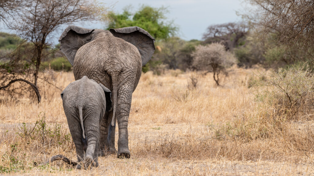 A mum and baby elephant walking away