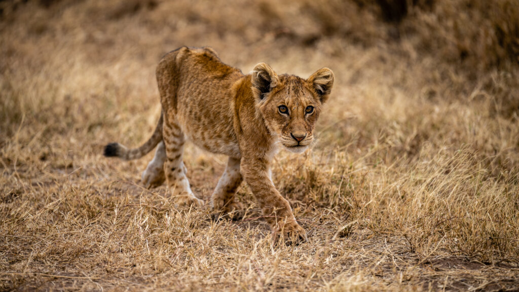 A skinny lion cub follows the rest of the pride