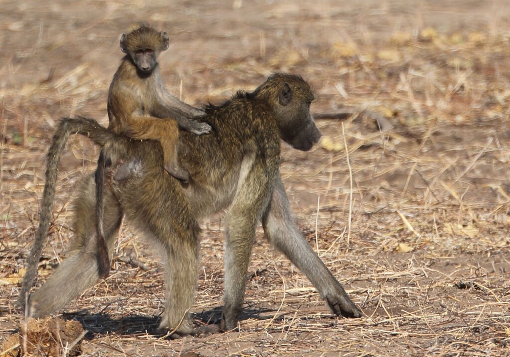 A baby baboon gets a lift on its mums back