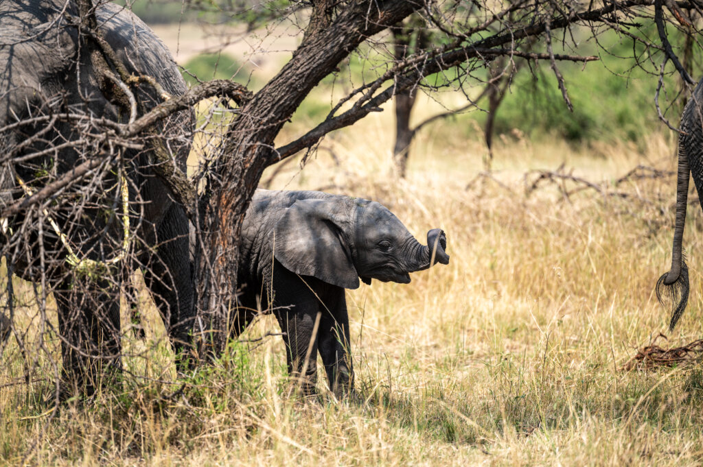 A baby elephant curling its trunk whilst playing with some grass. Photo taken in Northern Serengeti.