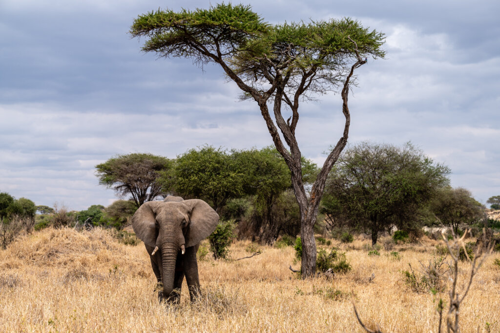 Elephant standing next to a tree. 