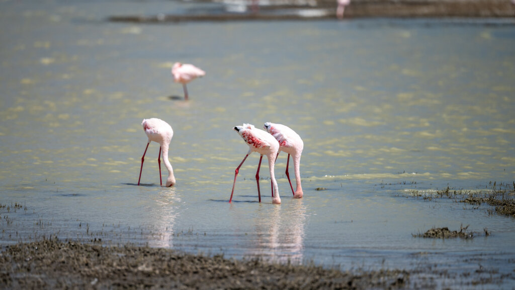 Flamingos with their heads under water in the Ngorongoro caldera