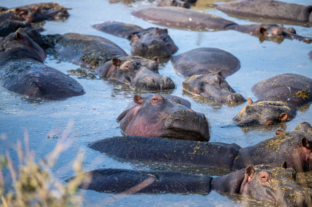 Smelly sleepy hippos relaxing in a pool of their own dung